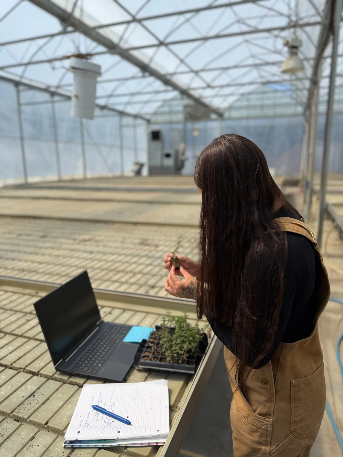 Observation de jeunes plants en serre